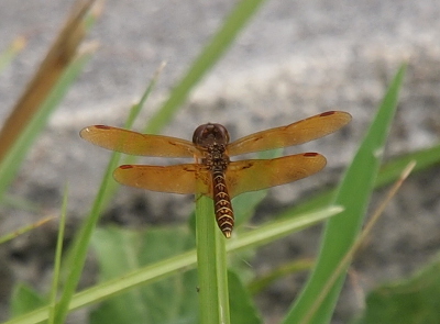 [An eastern amberwing is perched at the tip of a blade of grass. This is a top-down back view with the wings spread to the side.]